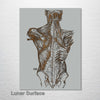 Gray's Anatomy - Back Muscle