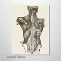 Gray's Anatomy - Back Muscle