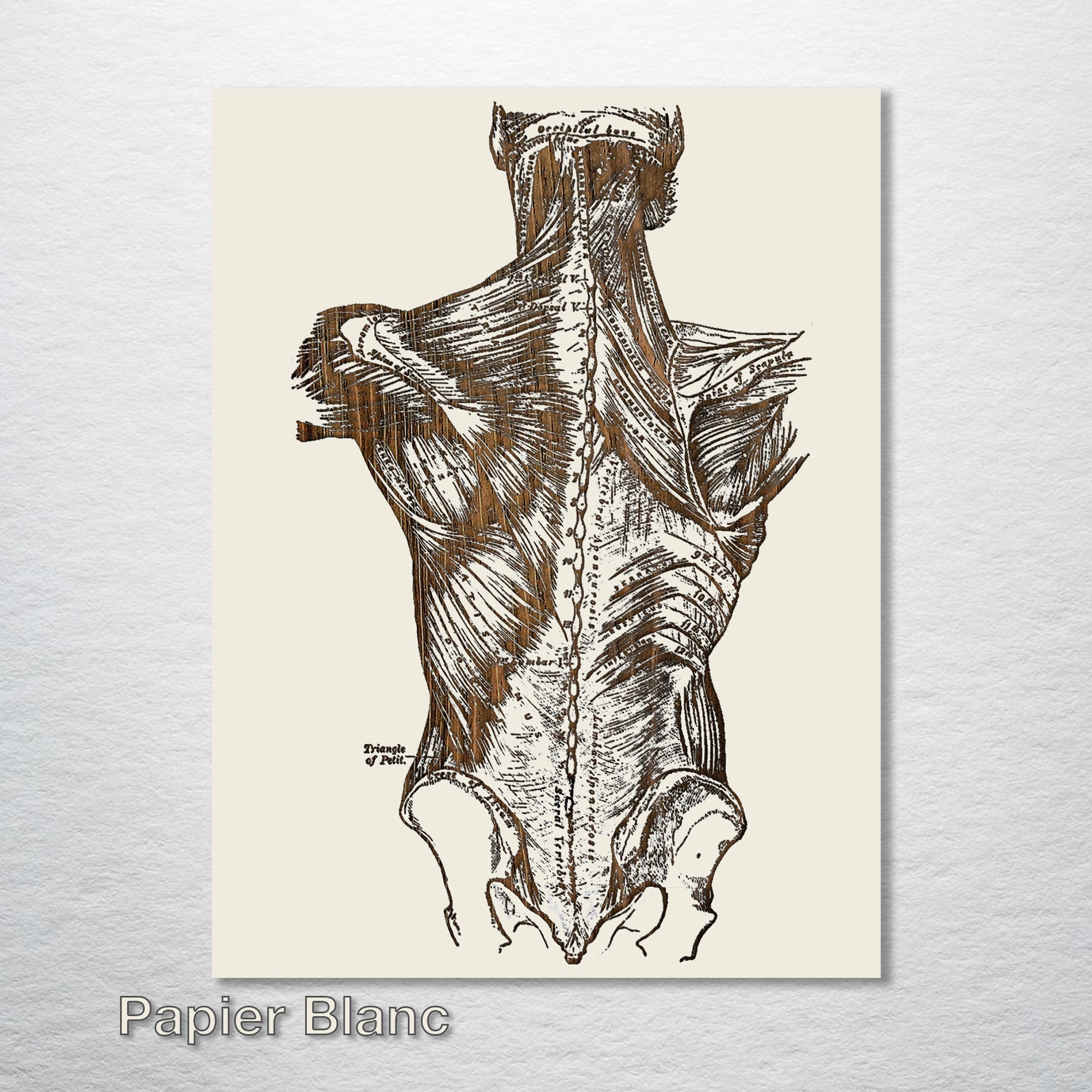 Gray's Anatomy - Back Muscle