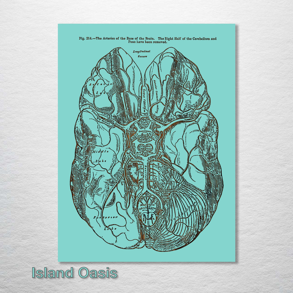 Gray's Anatomy - Brain