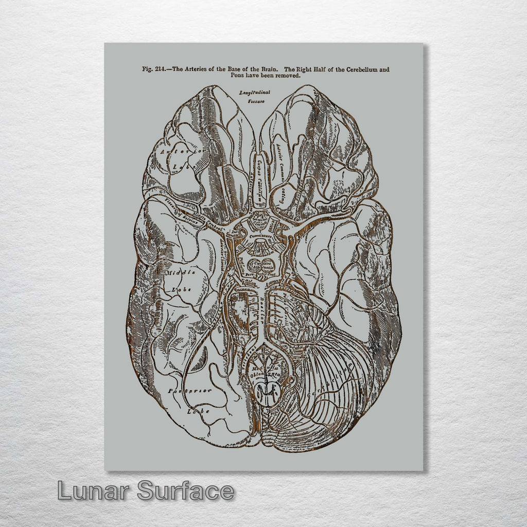 Gray's Anatomy - Brain