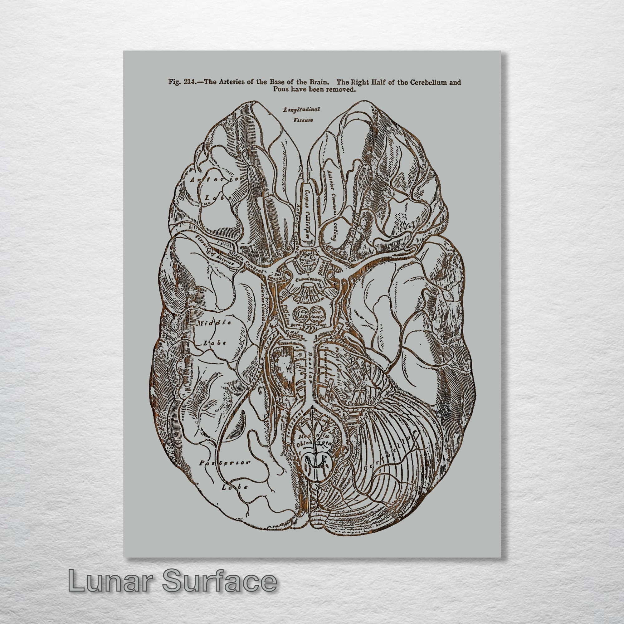 Gray's Anatomy - Brain