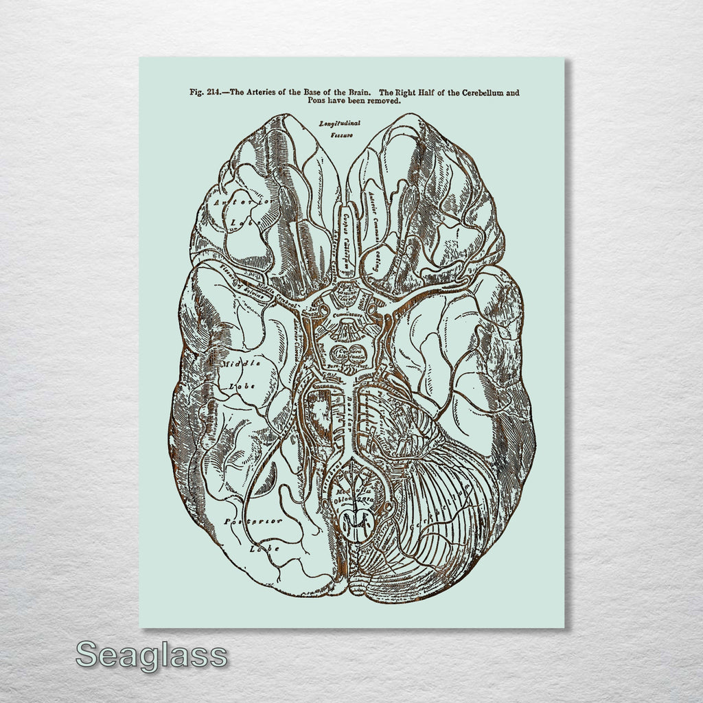 Gray's Anatomy - Brain
