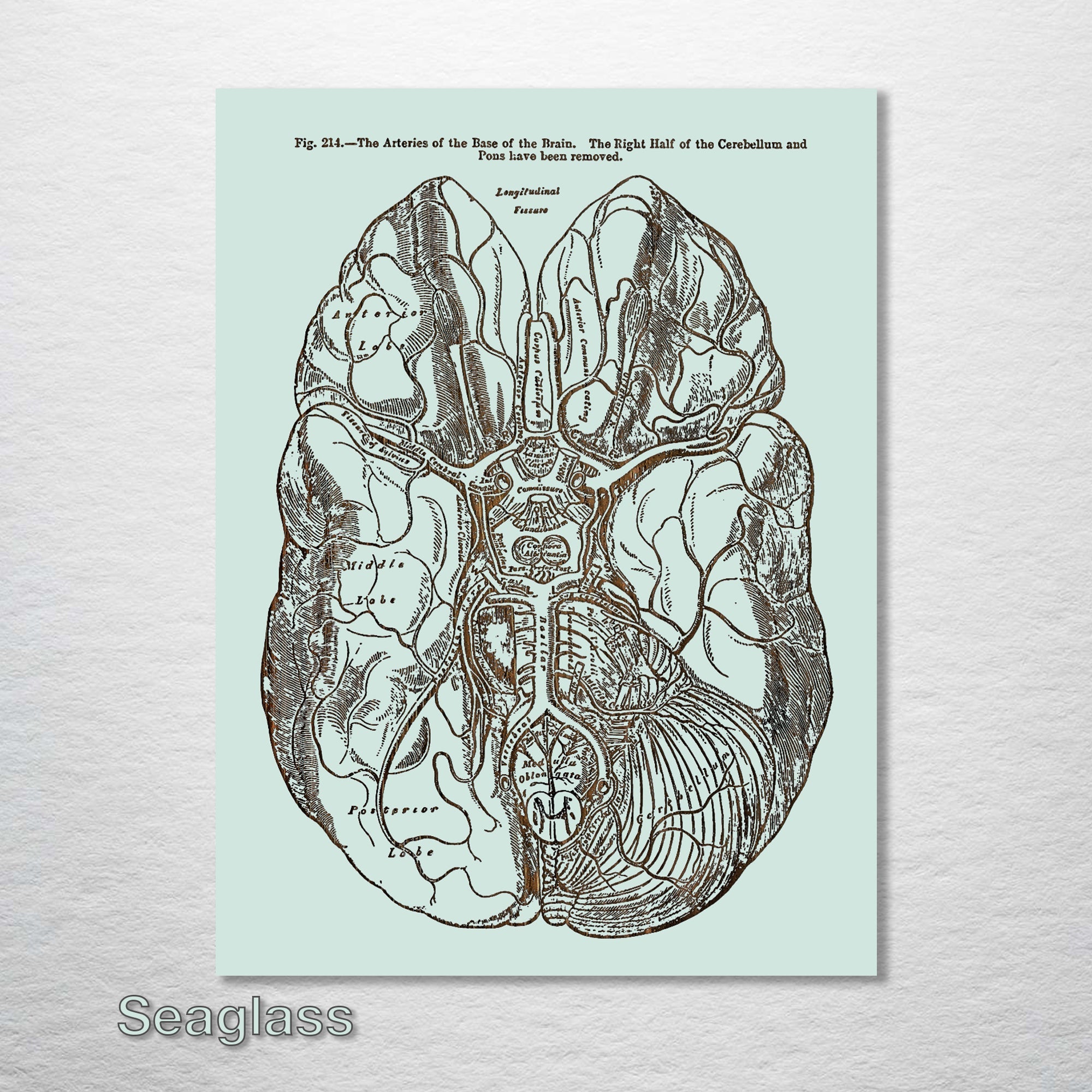 Gray's Anatomy - Brain