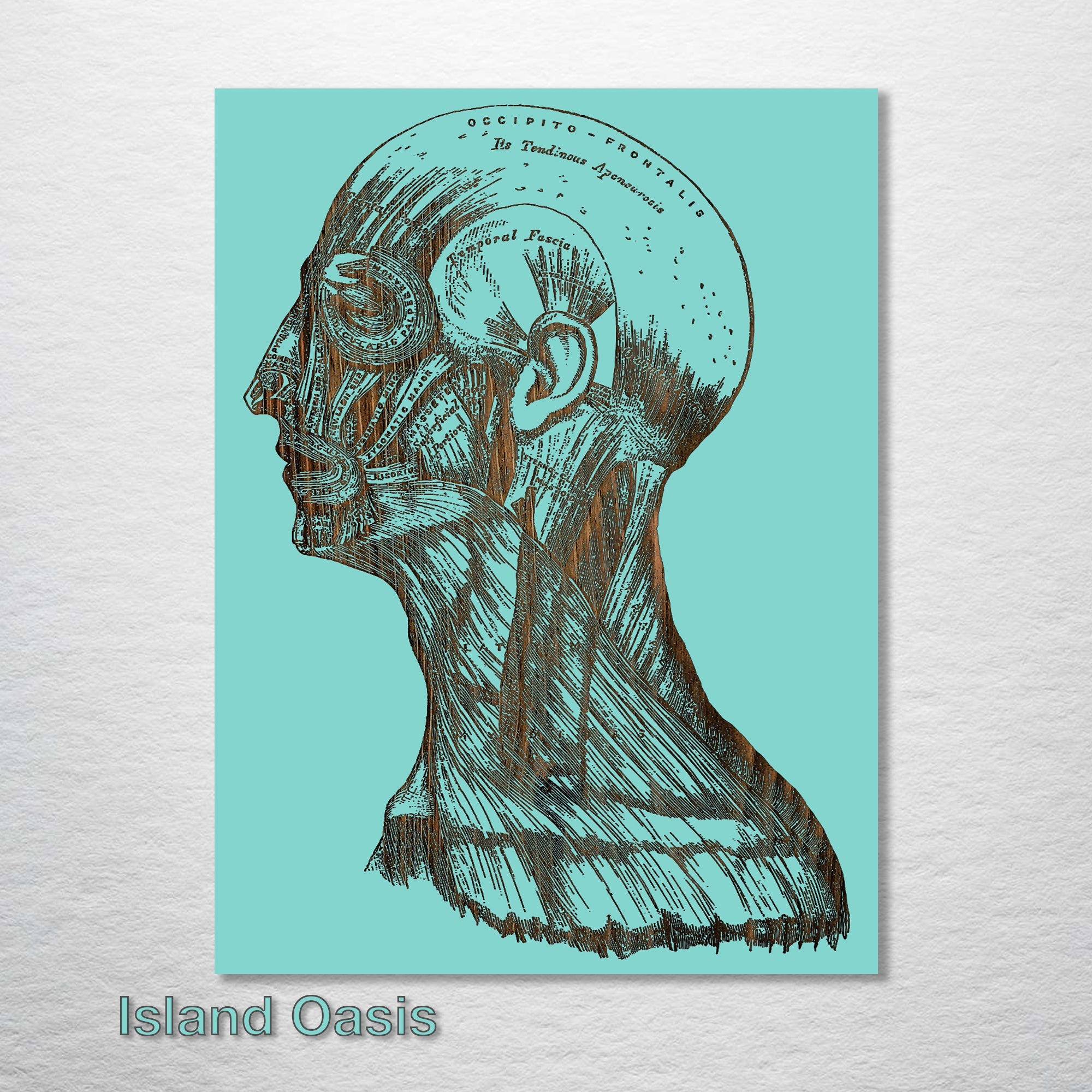 Gray's Anatomy - Head