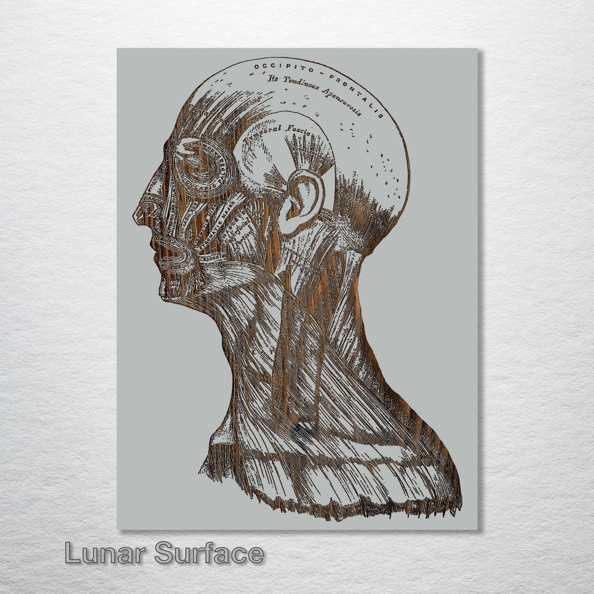 Gray's Anatomy - Head