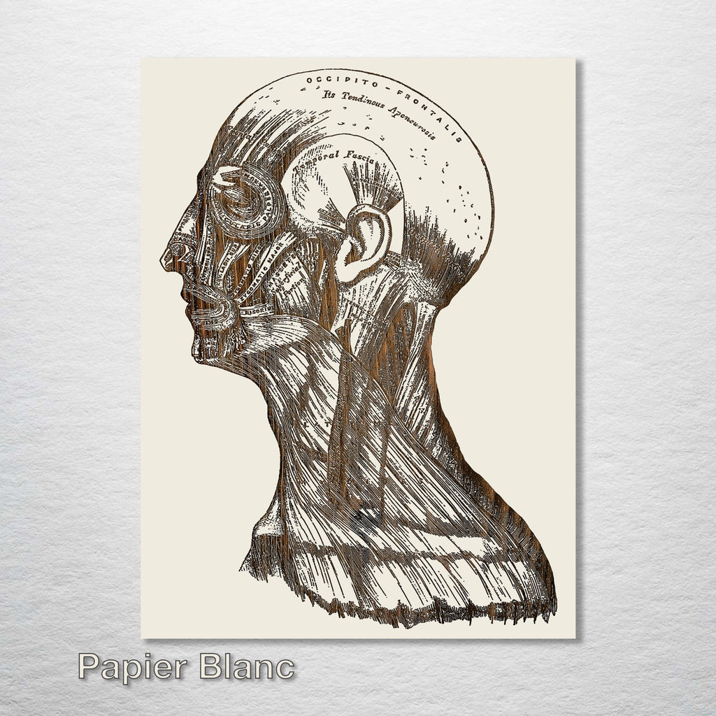Gray's Anatomy - Head