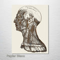 Gray's Anatomy - Head