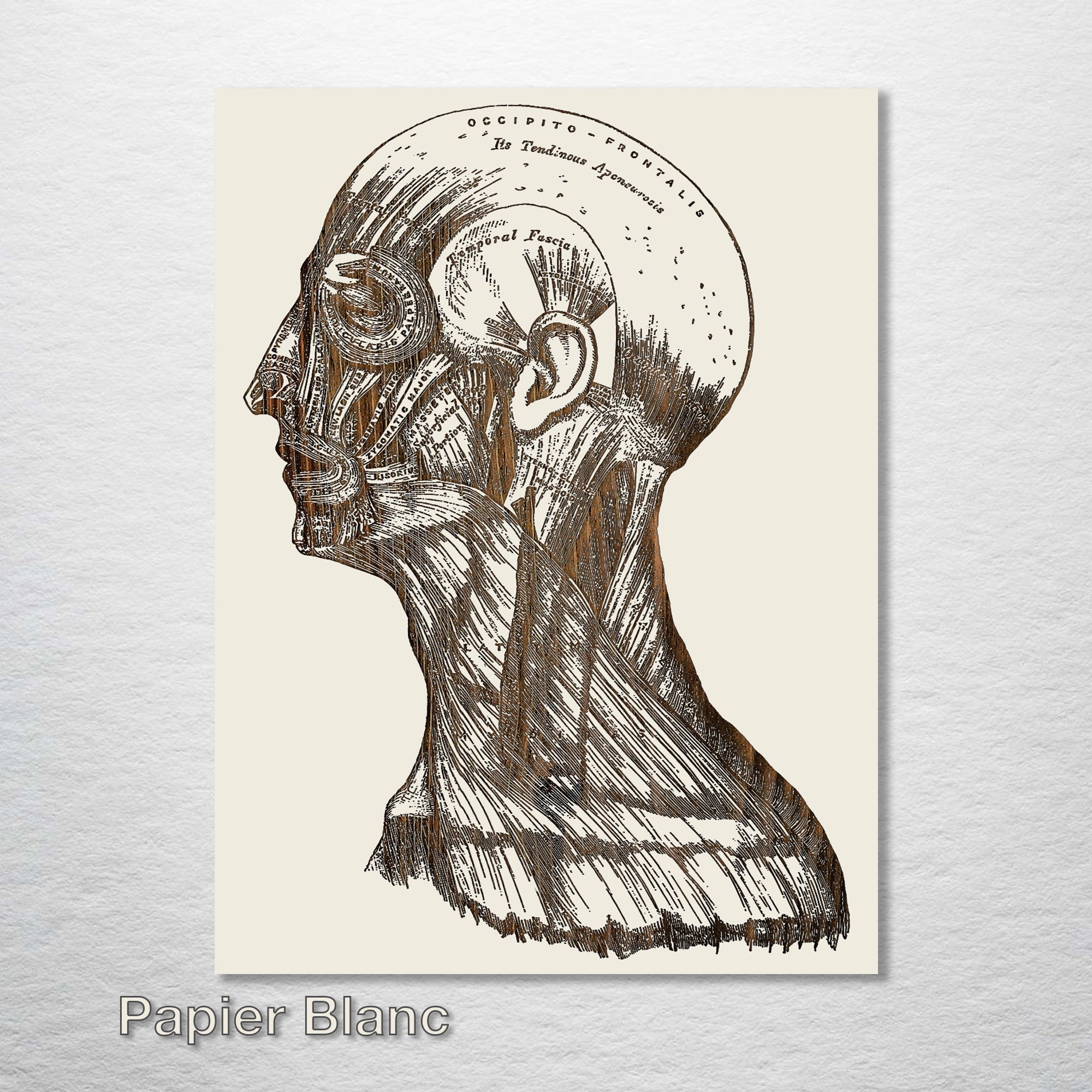 Gray's Anatomy - Head