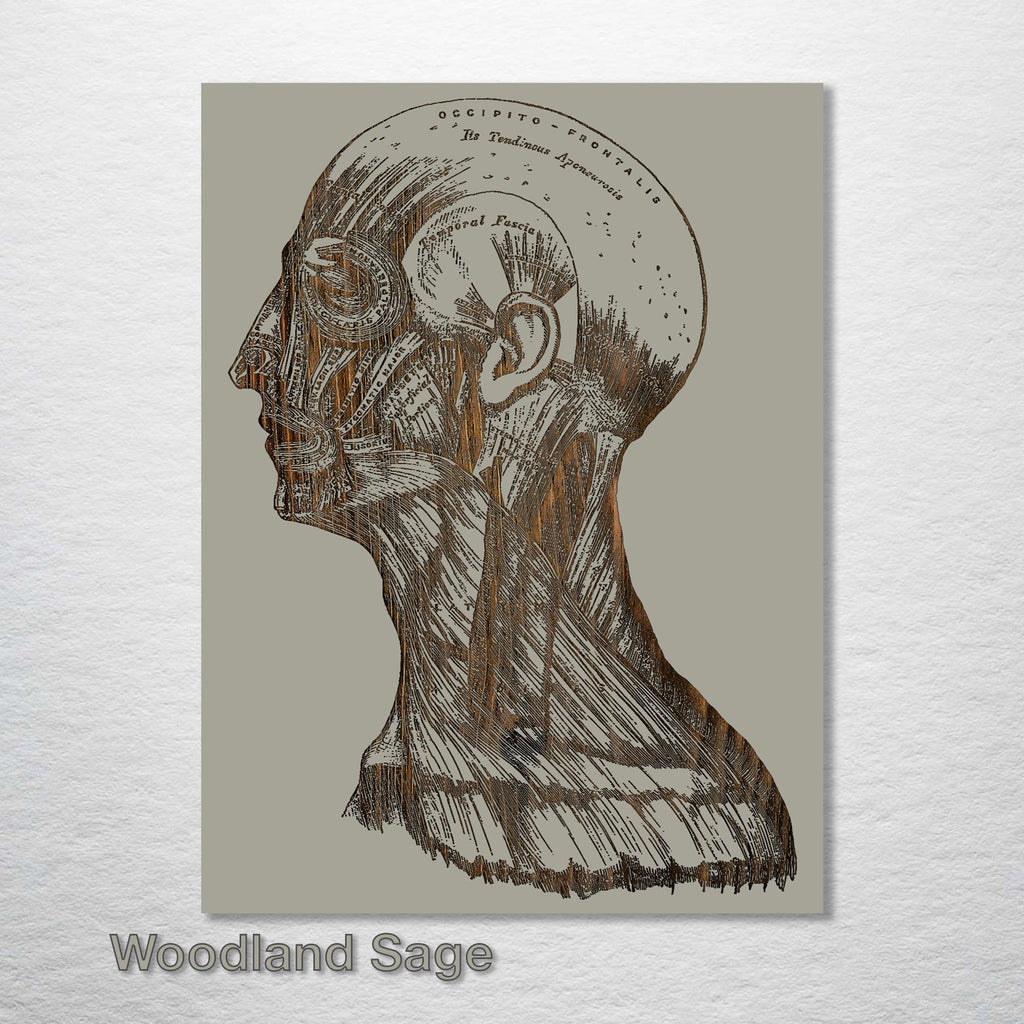 Gray's Anatomy - Head