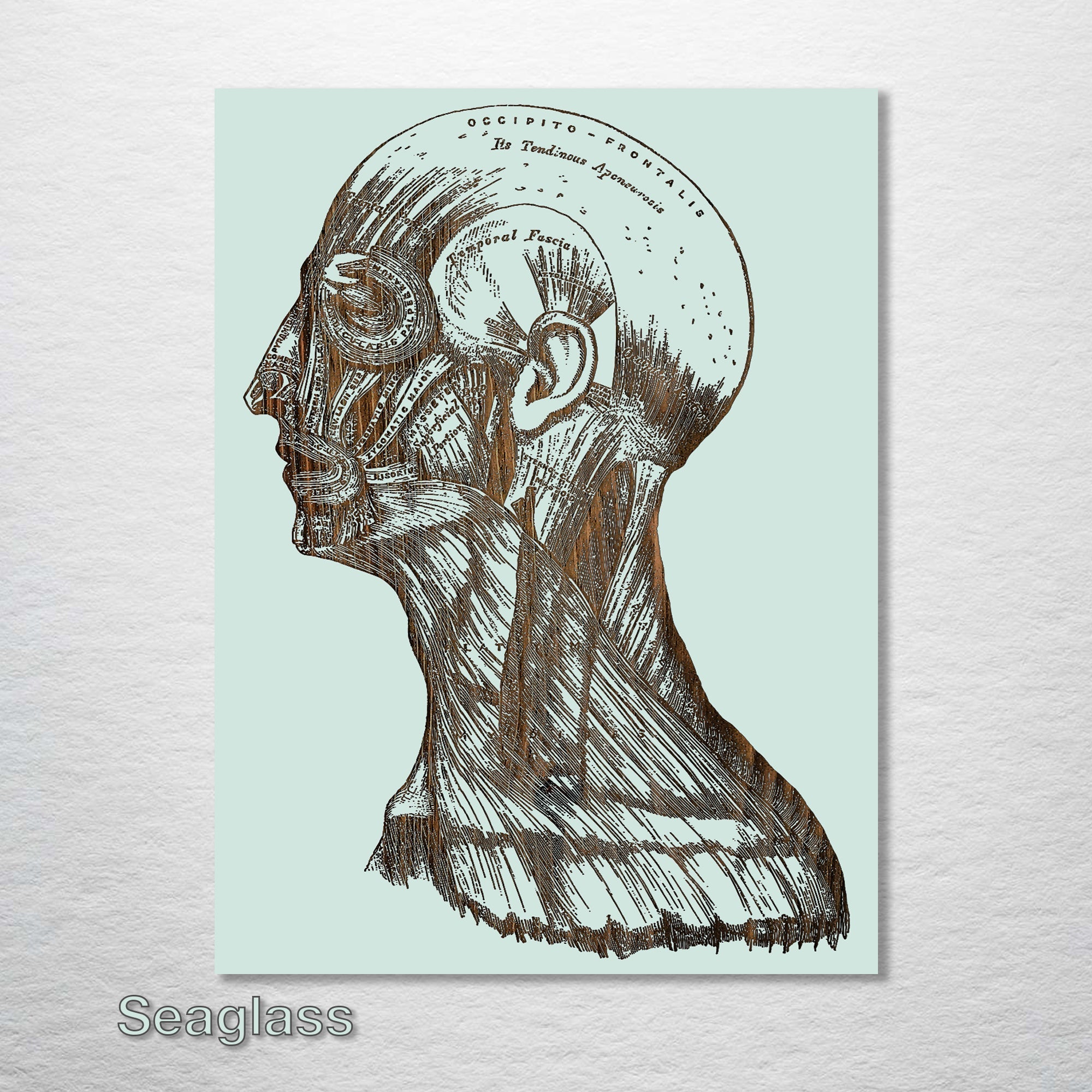 Gray's Anatomy - Head