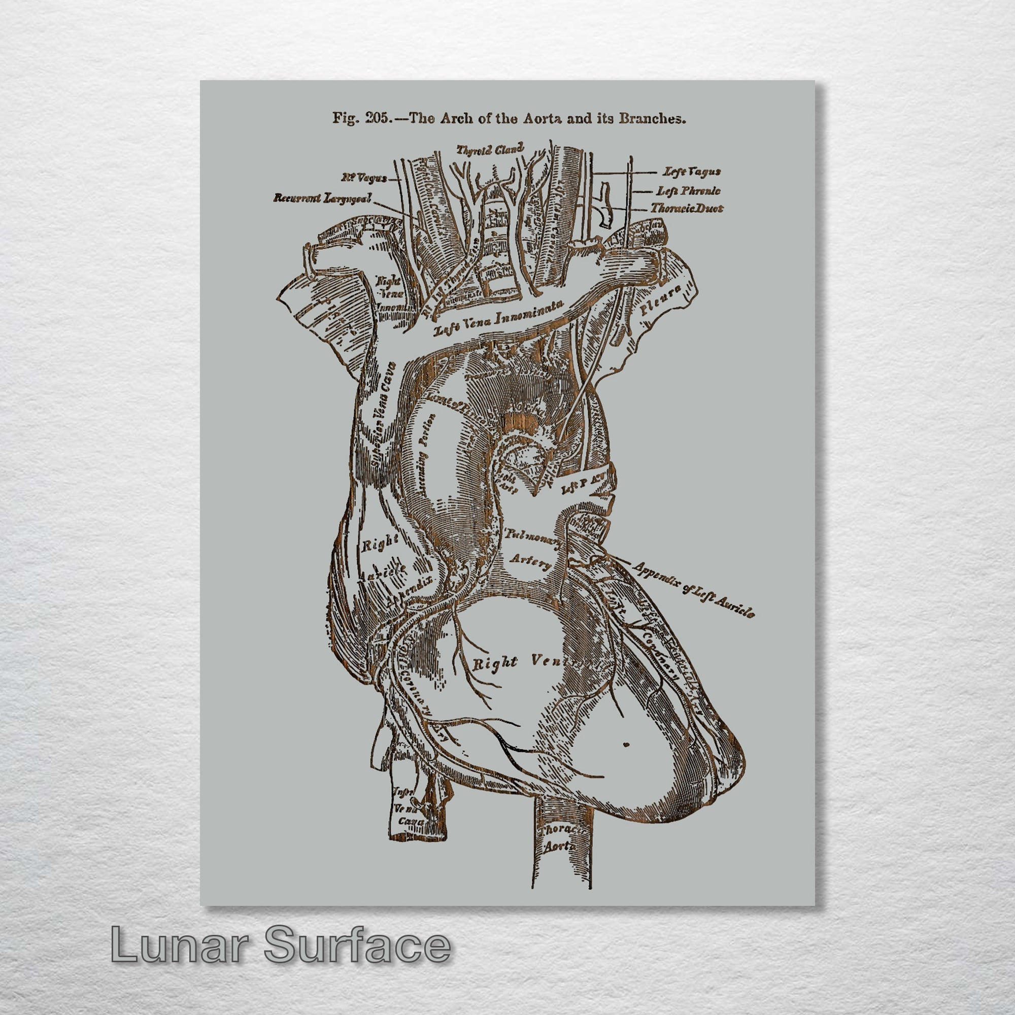 Gray's Anatomy - Heart