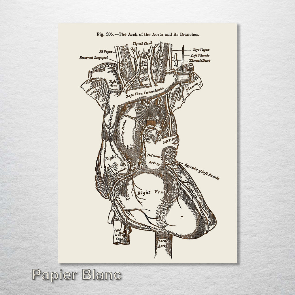 Gray's Anatomy - Heart