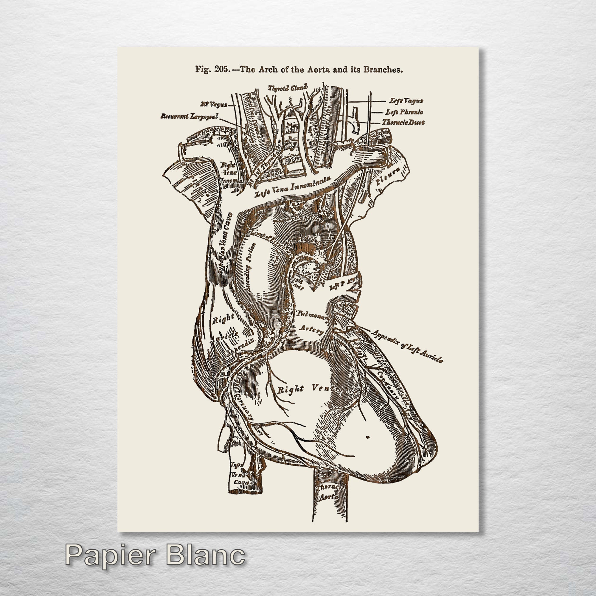 Gray's Anatomy - Heart