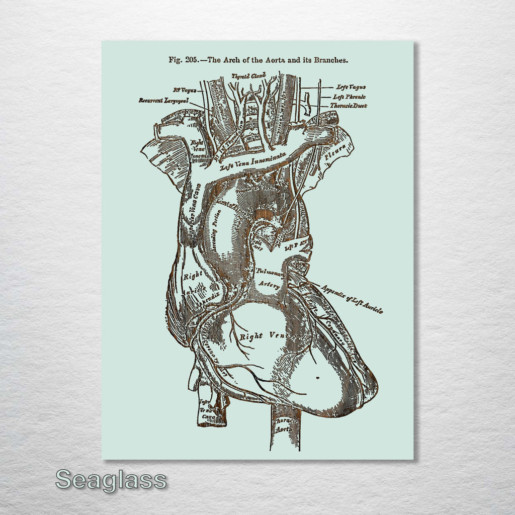Gray's Anatomy - Heart