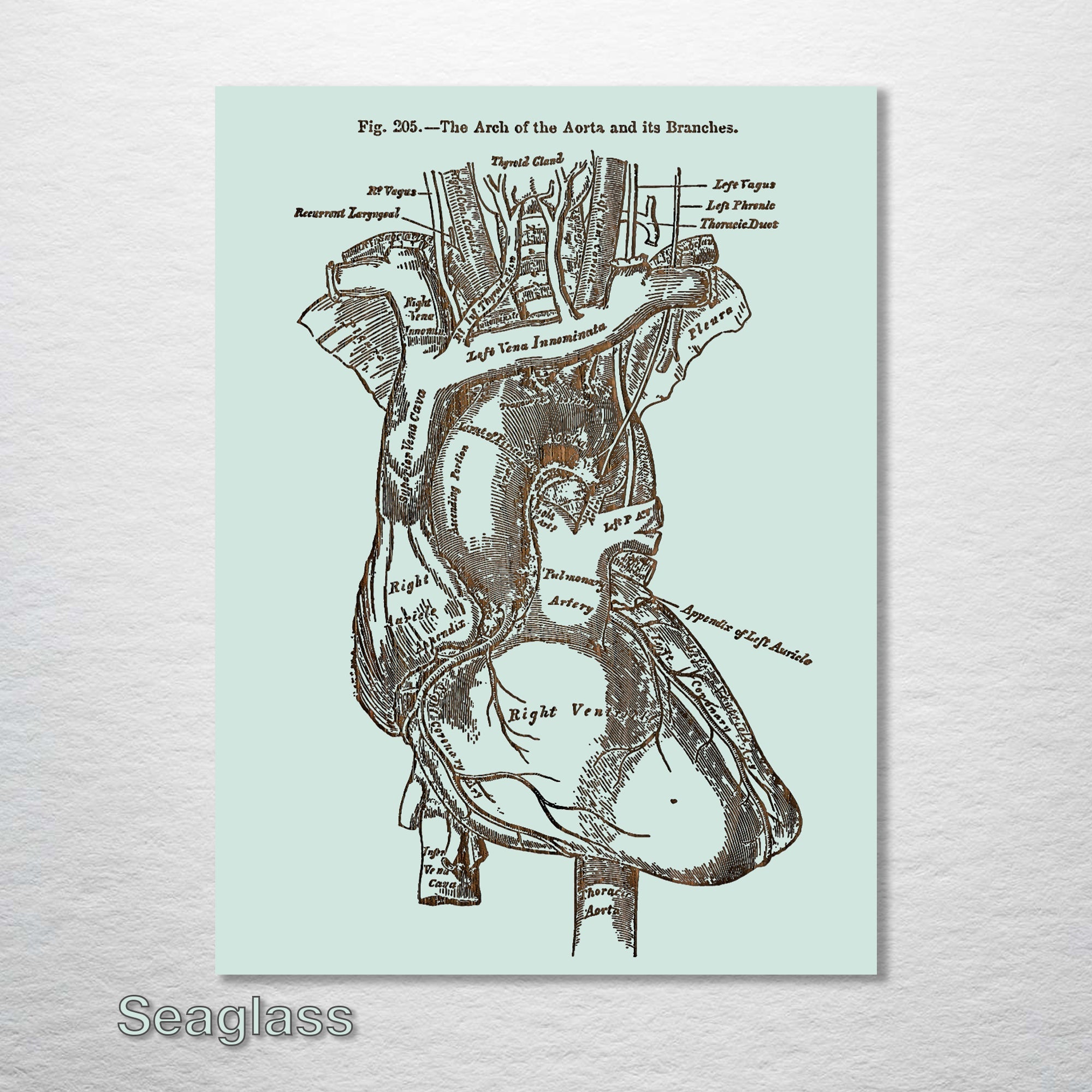 Gray's Anatomy - Heart