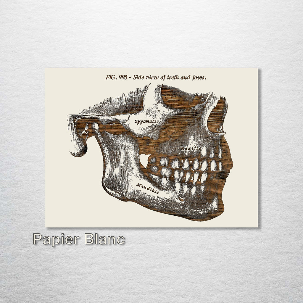 Gray's Anatomy - Mandible (Side Jaw)