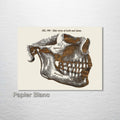 Gray's Anatomy - Mandible (Side Jaw)