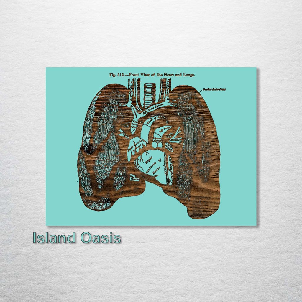 Gray's Anatomy - Lungs (Front View)