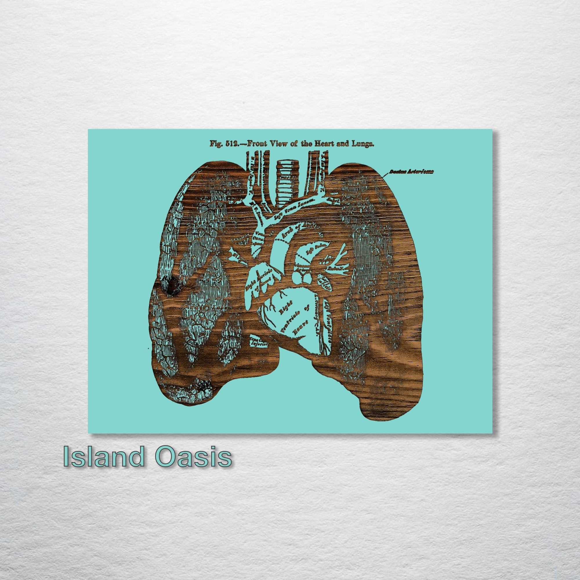 Gray's Anatomy - Lungs (Front View)