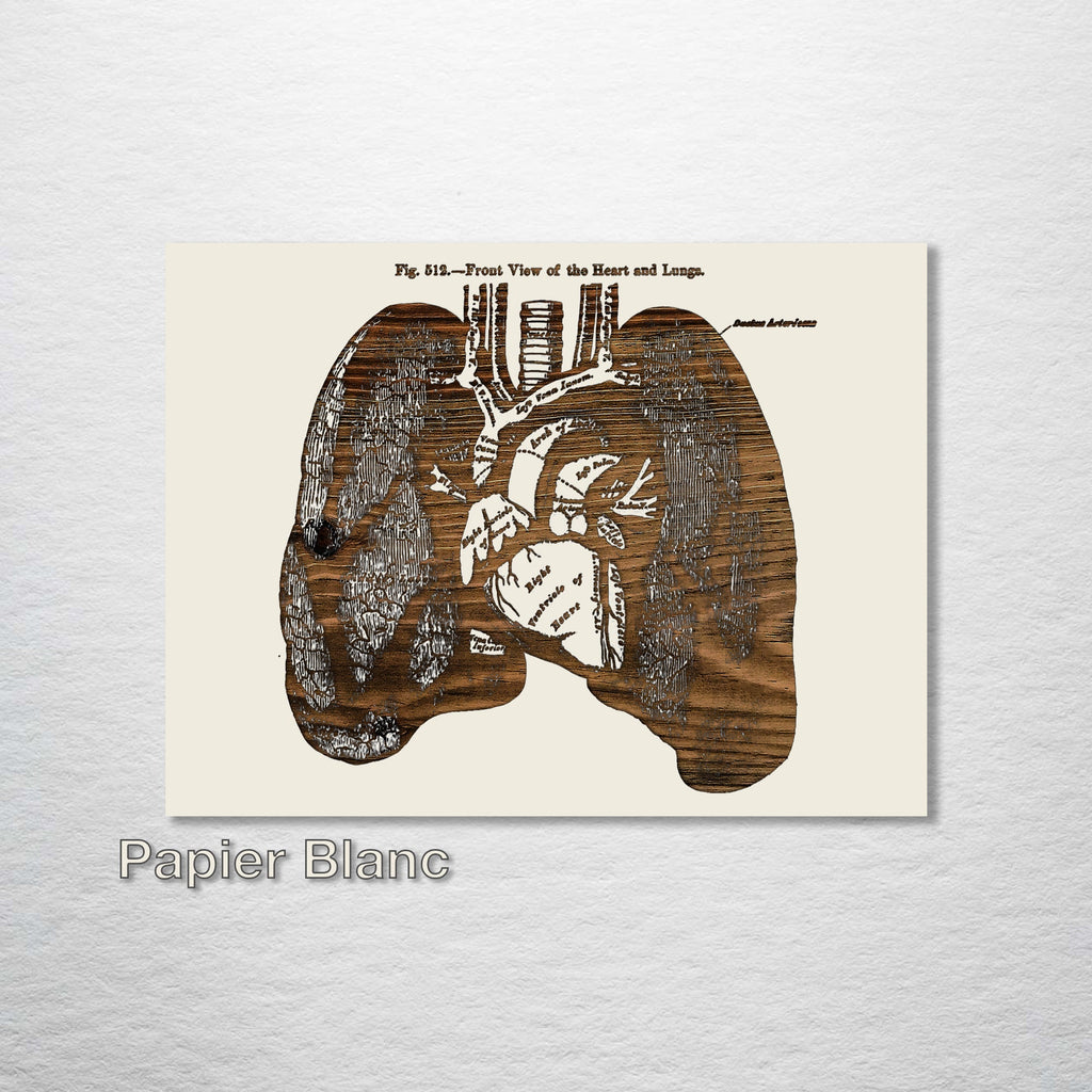 Gray's Anatomy - Lungs (Front View)