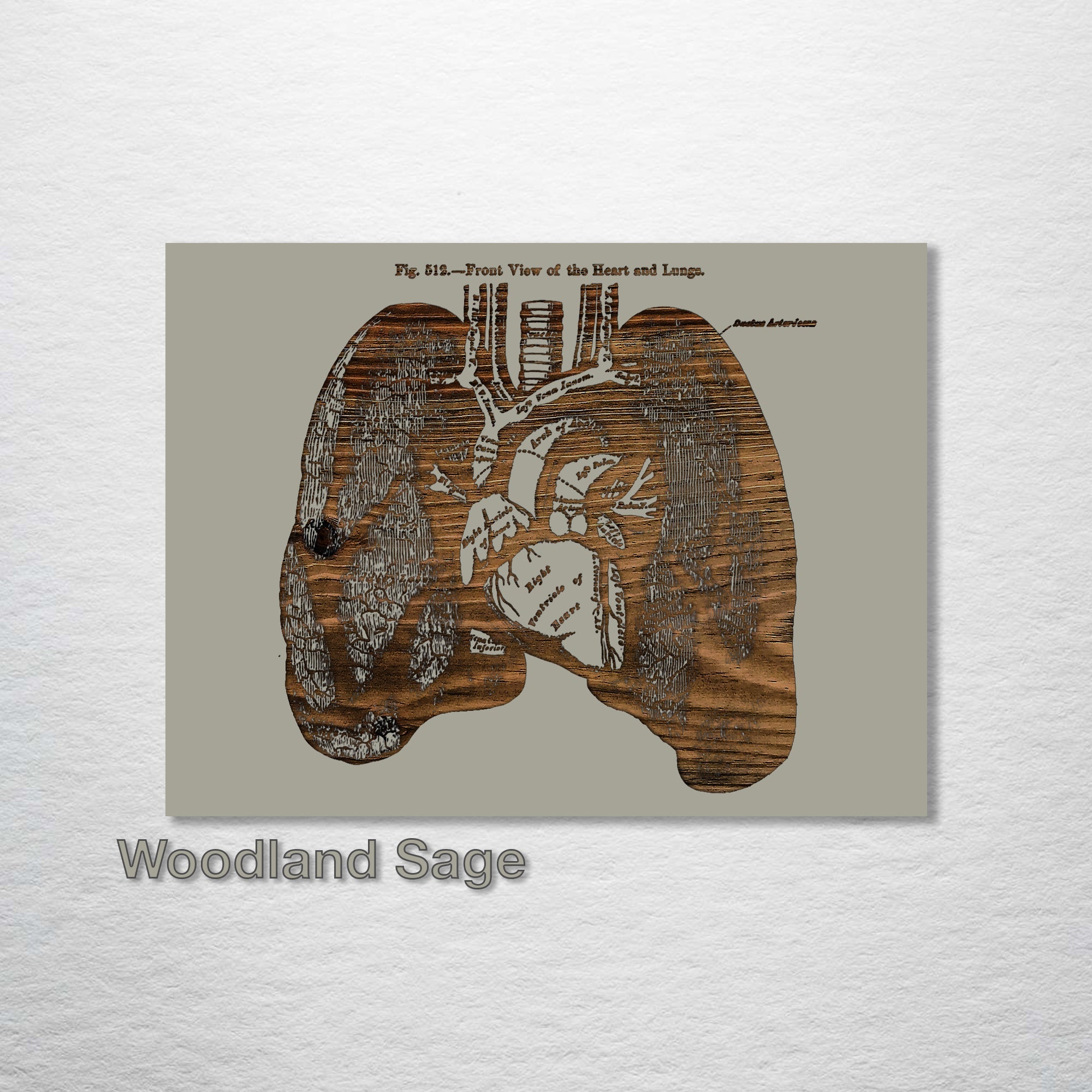 Gray's Anatomy - Lungs (Front View)