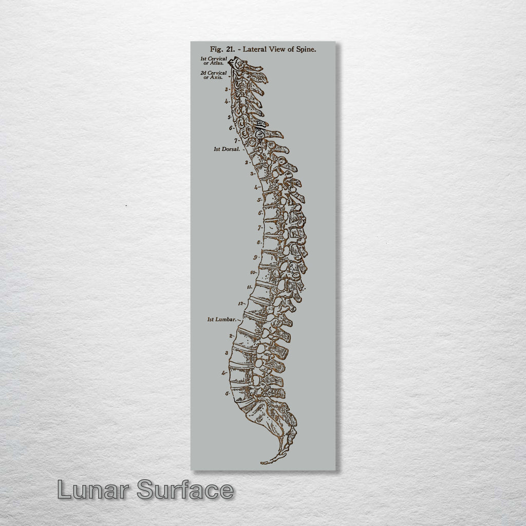 Gray's Anatomy - Spine