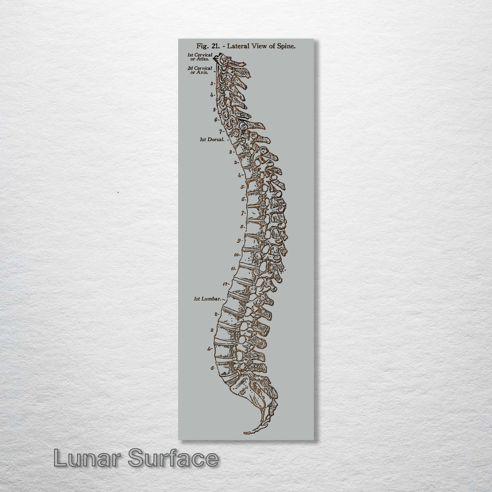Gray's Anatomy - Spine