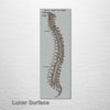 Gray's Anatomy - Spine