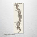 Gray's Anatomy - Spine
