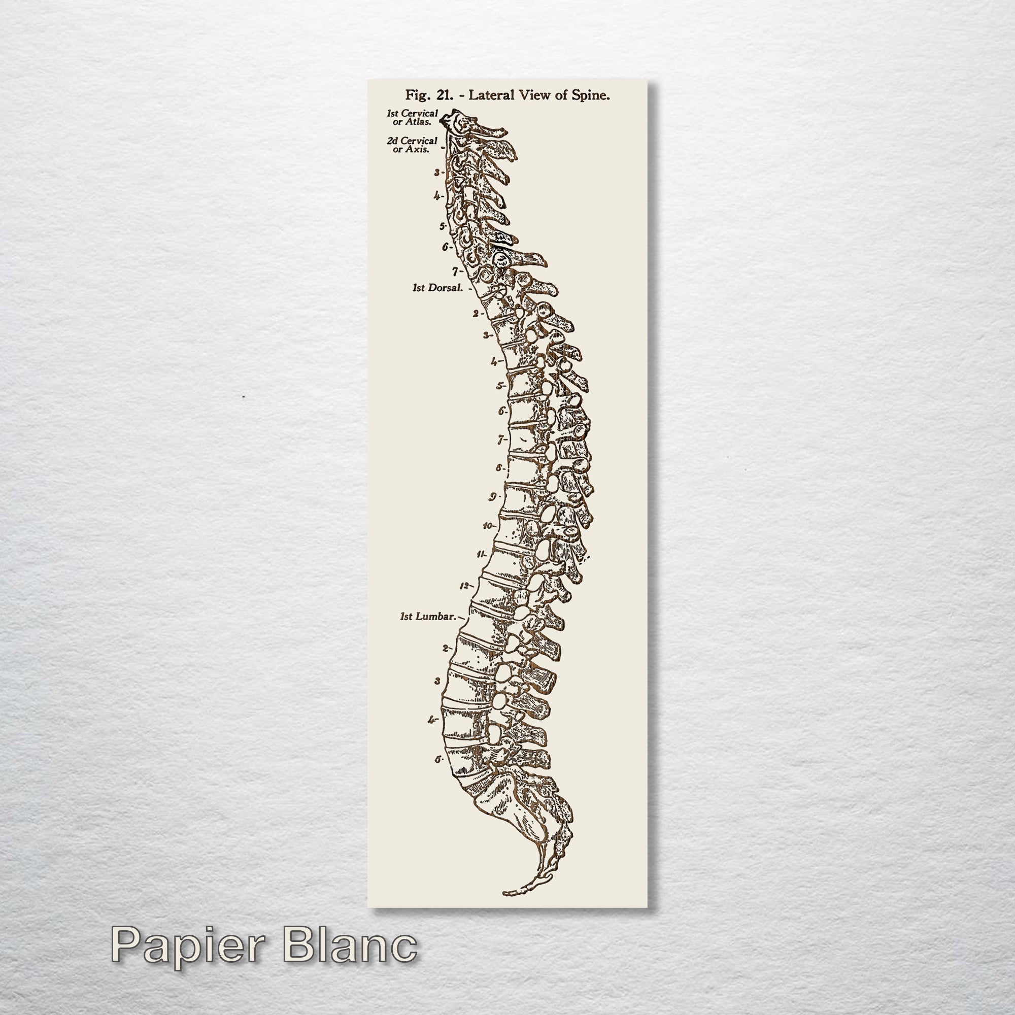 Gray's Anatomy - Spine