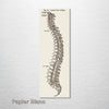 Gray's Anatomy - Spine