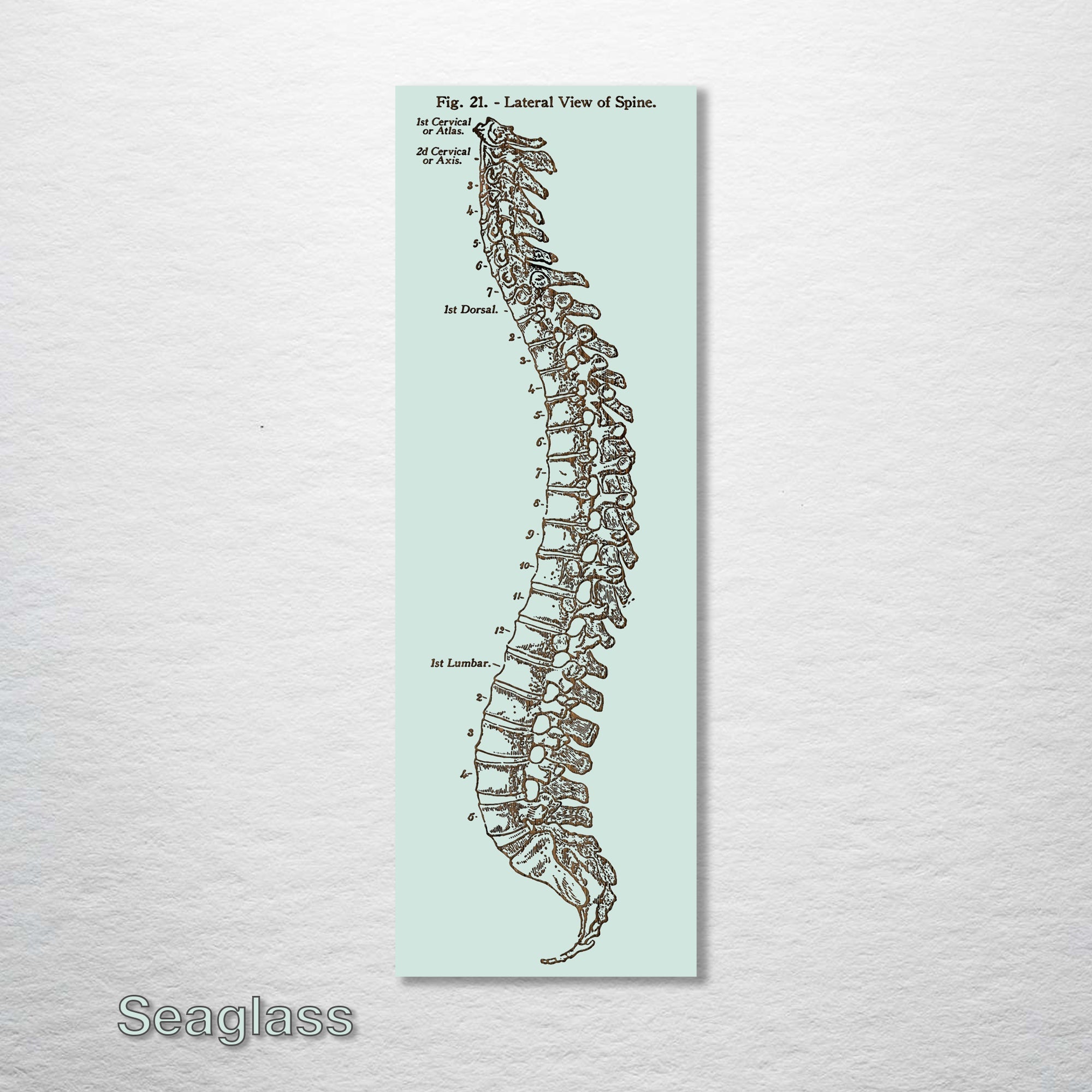 Gray's Anatomy - Spine