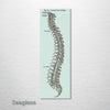 Gray's Anatomy - Spine